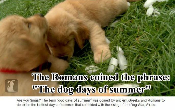 Dog Days Of Summer 