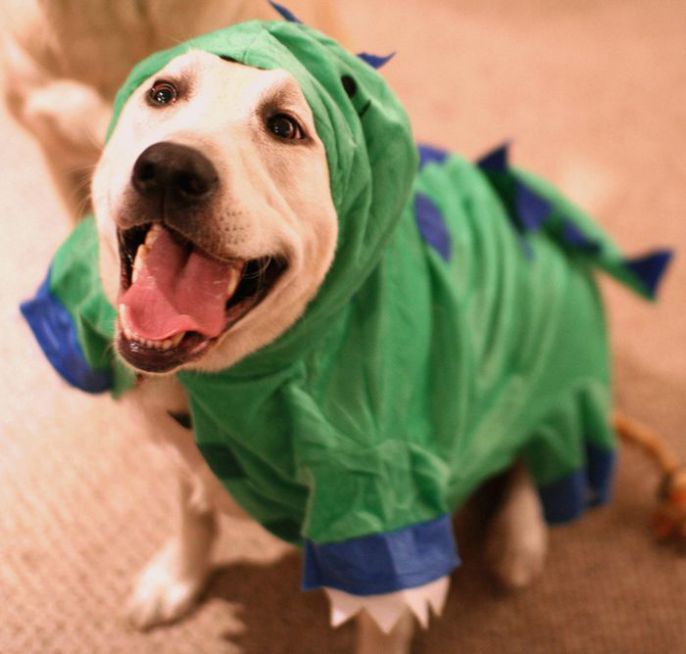 Happy Dino Dog 