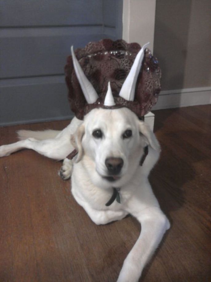 Happy Costume Dog 