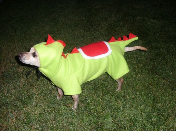 Funny dog Costume 