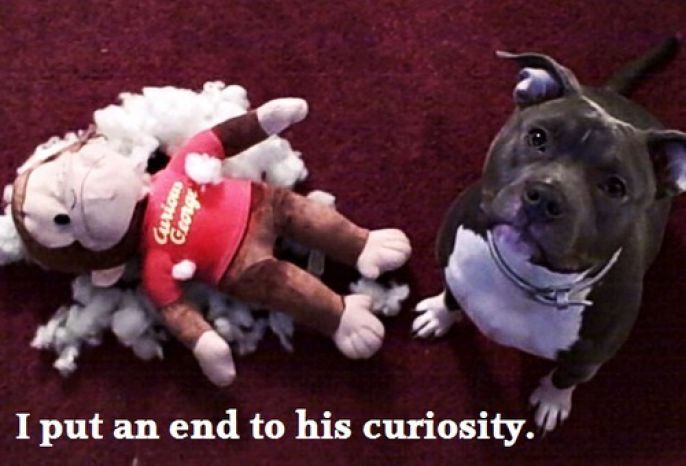 Curious George All Chewed Up 