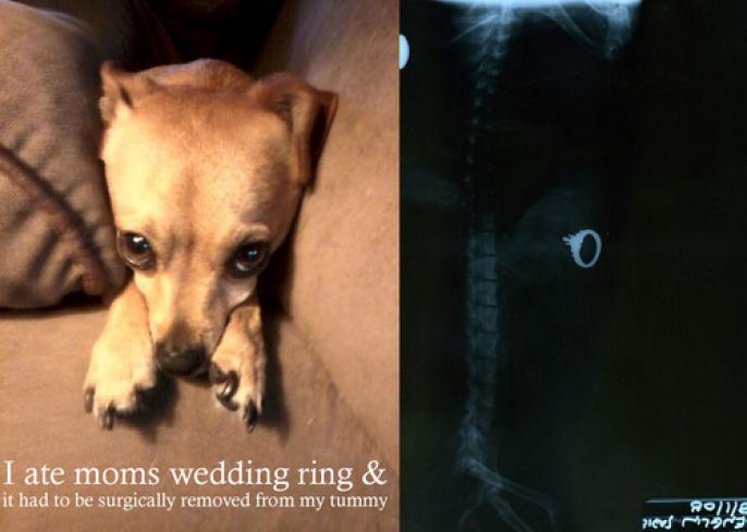 Puppy ate the wedding ring 