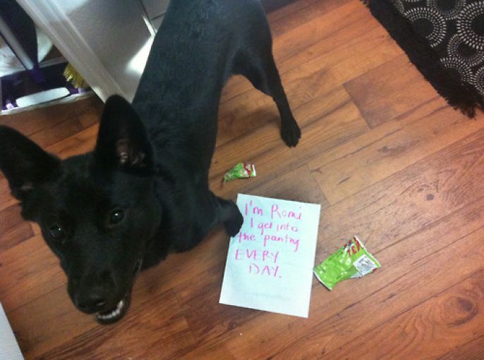 Dog Shamed 