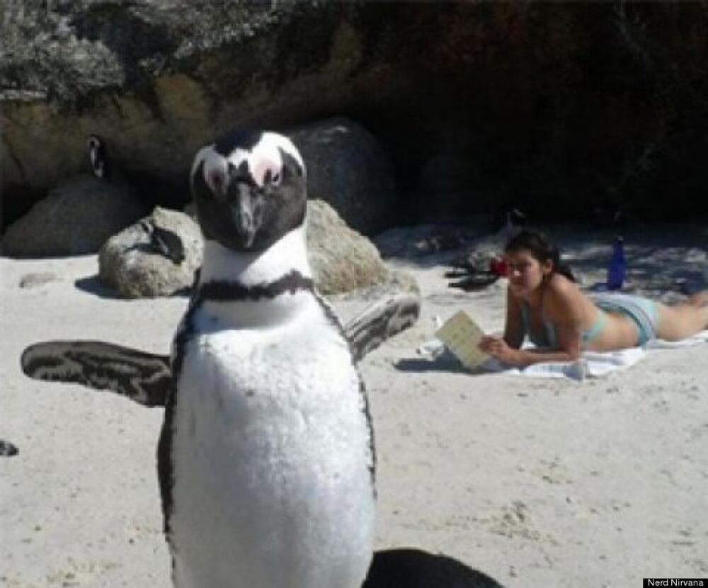 Penguin Bomb 