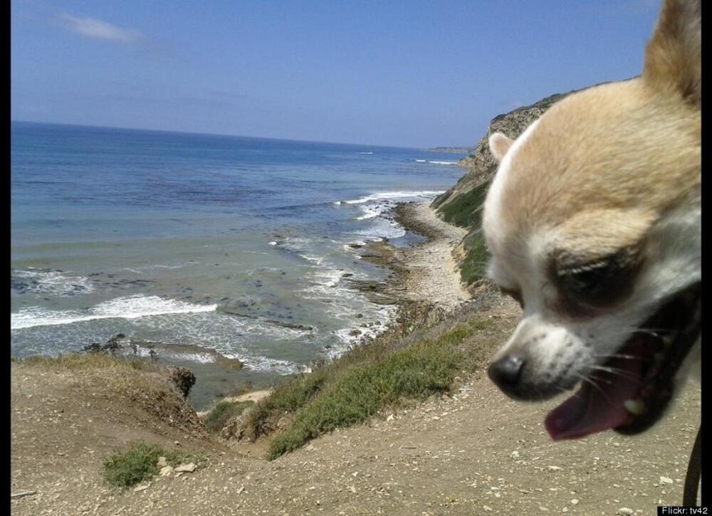Dog Beach Pic 