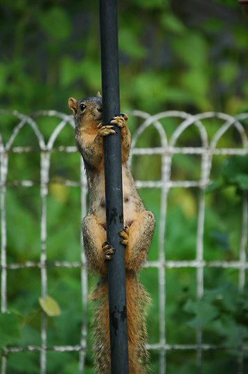 Squirrel climbing a garden post 