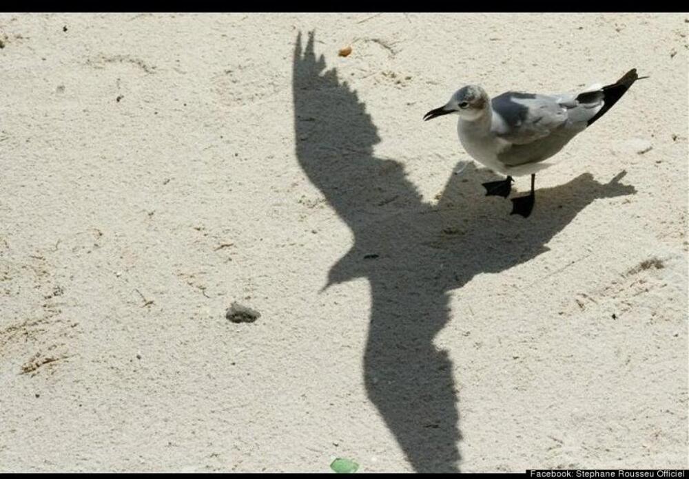 Epic Bird Shadow 