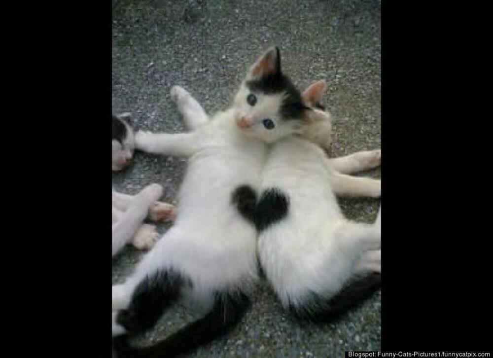 Double Kitty Heart 