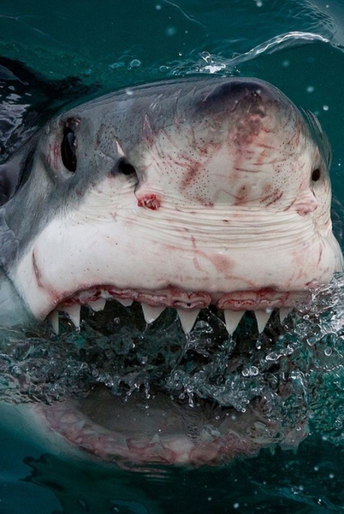 Shark close up 