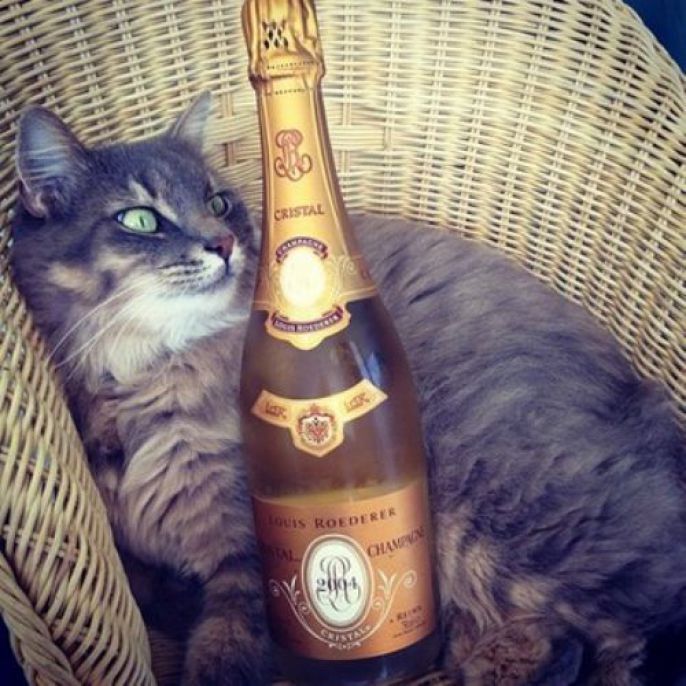 Cat + Champagne 