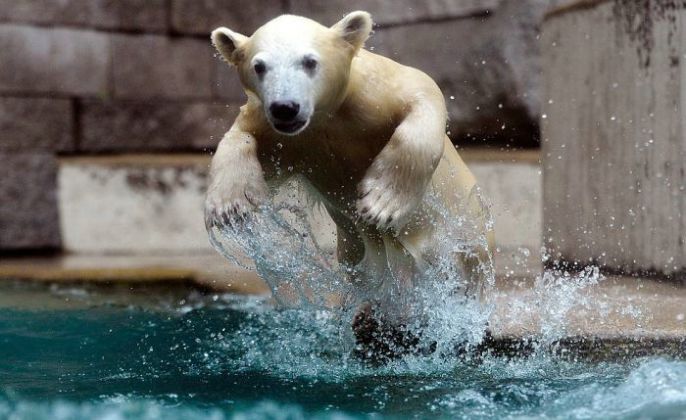 jumping Polar Bear 