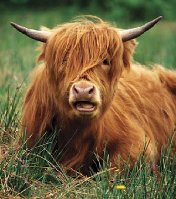 Hipster Cow 