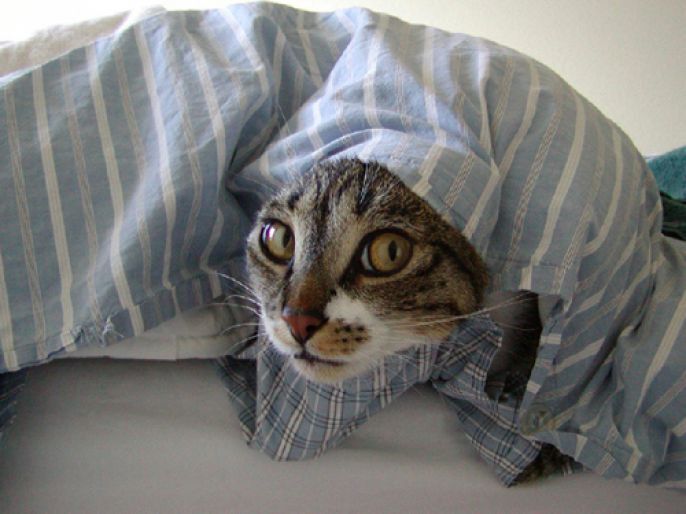 wrapped up cat 