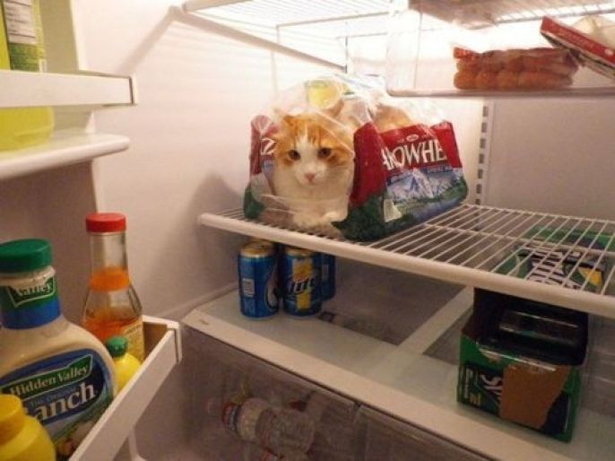 Refrigerator kitty 