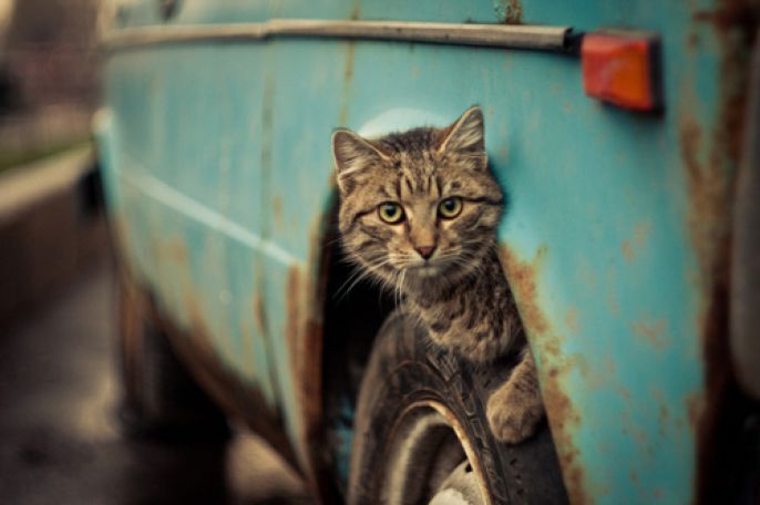 Kitty on a car wheel 