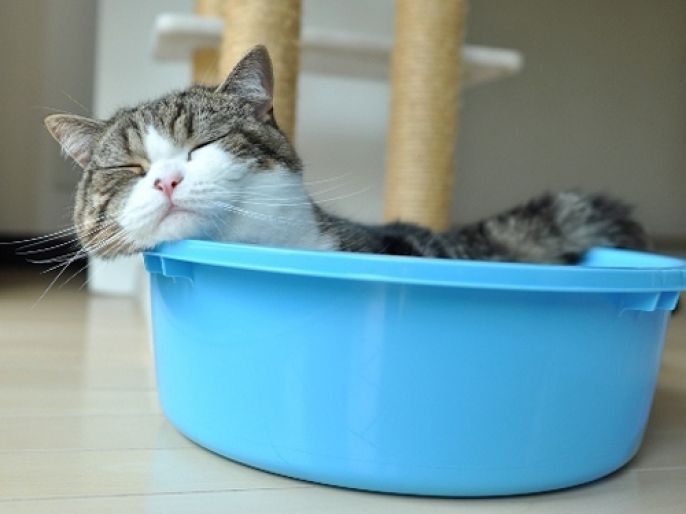 kitty in a blue bowl 