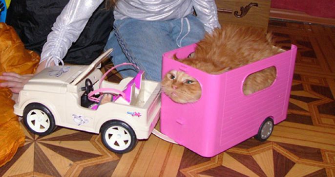 car carrier cat 