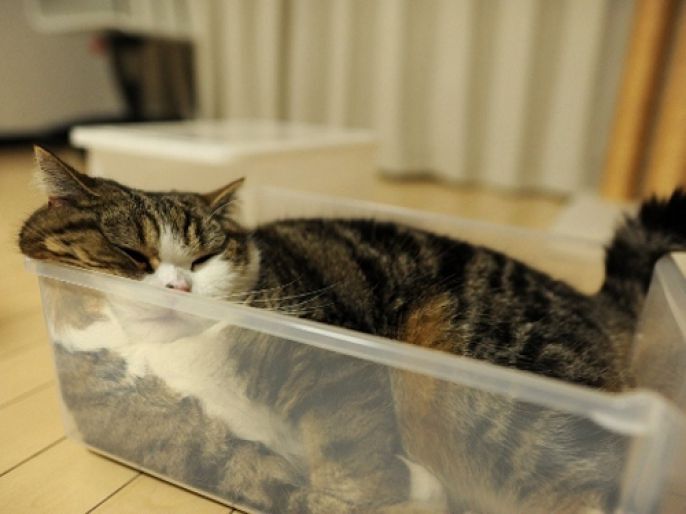 plastic tub kitty 