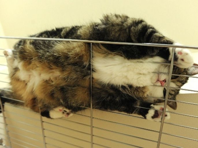 fat fence cat 