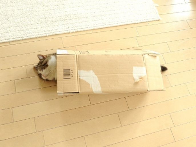 Cardboard cat 