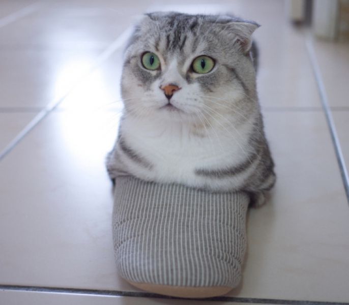 cat in a sandal 