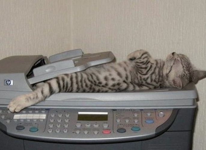 Copy machine cat 