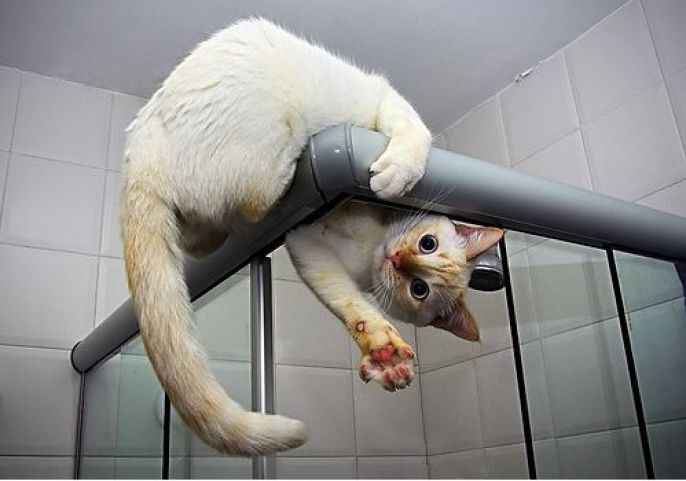 Shower cat 