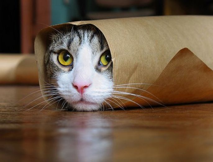 cat wrapped in paper 