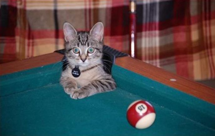 Cat in the pool table corner pocket 