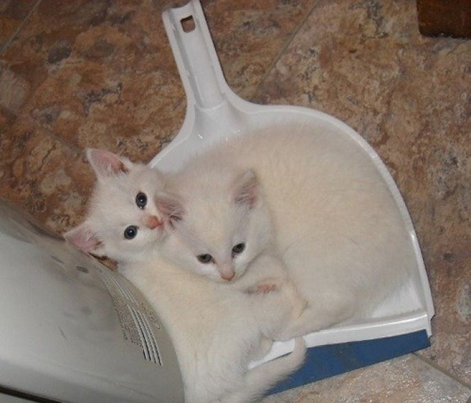 dustpan kitties 