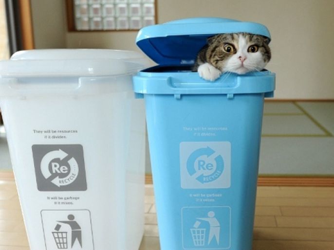 recyclable cat 