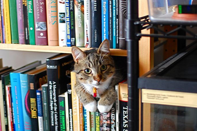 Cat on the book shelf 