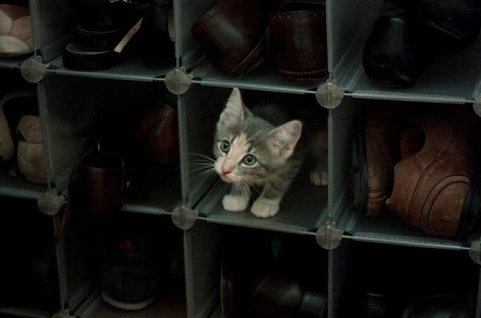 shoe organizer kitty 