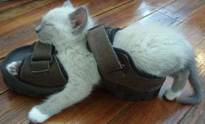 Sandal Cat 