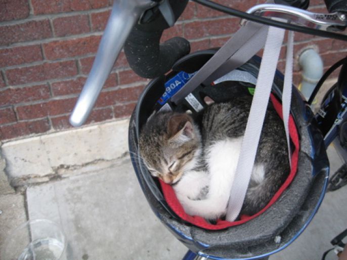 Kitty in a bike helmet 