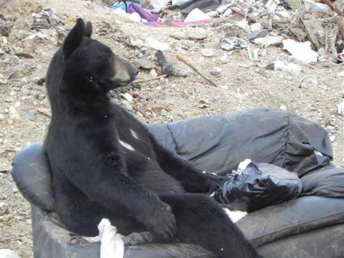 Bear kicking back on a couch 