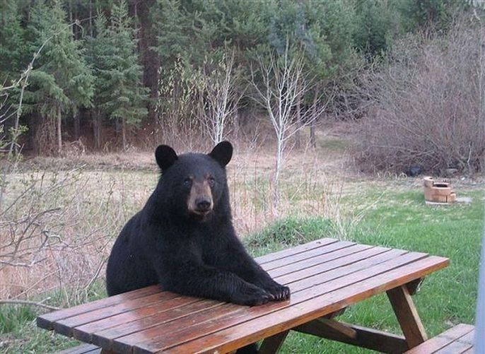 Bear sitting at a picnic table 