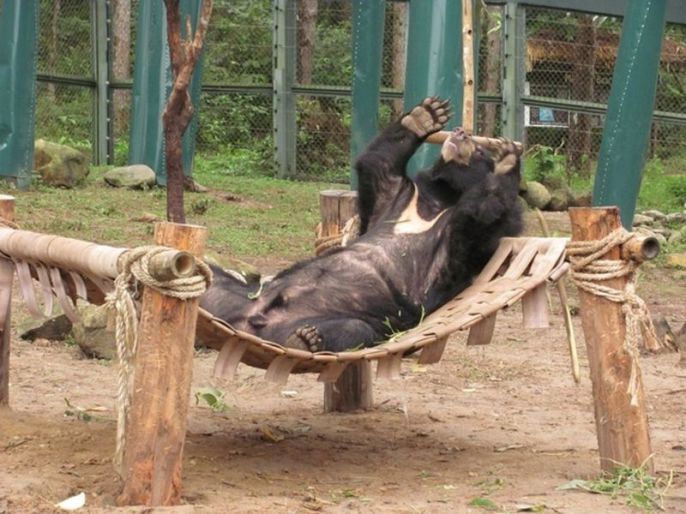 Bear in a hammock 