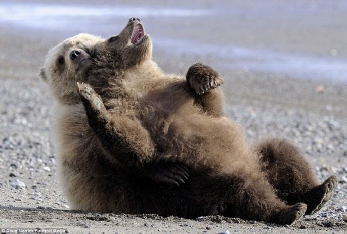 Two Bears cuddling 