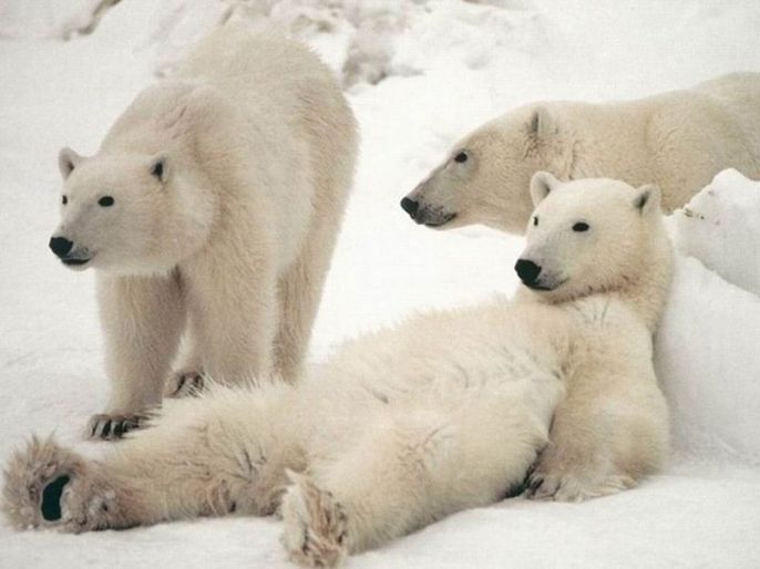 Polar bear laying back enjoying the day 