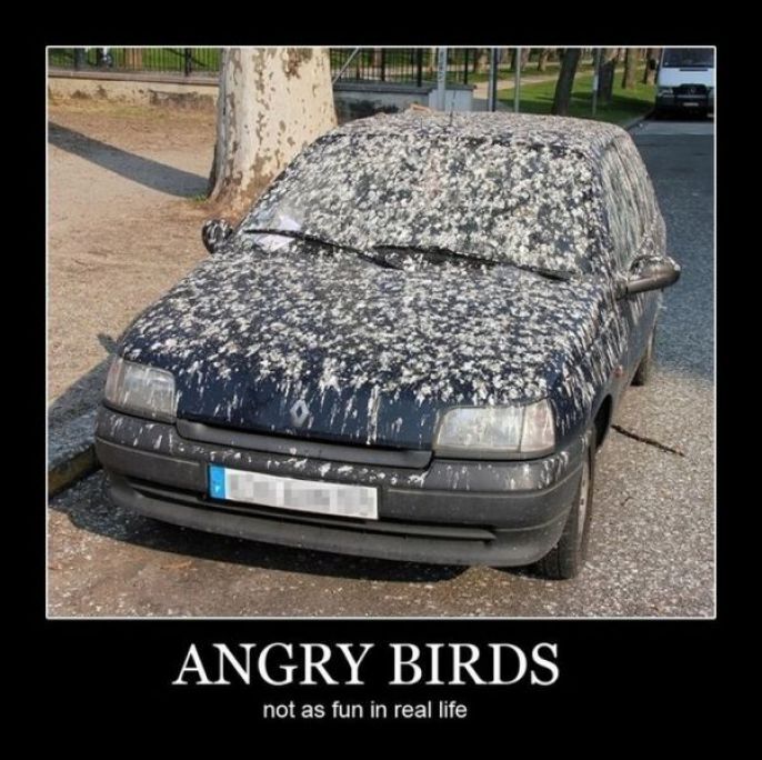 The Real Angry Birds 