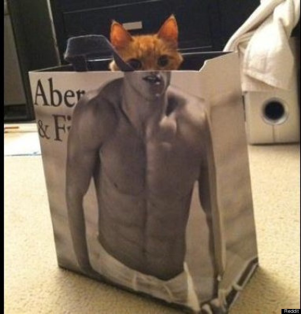 Cat With Abs 