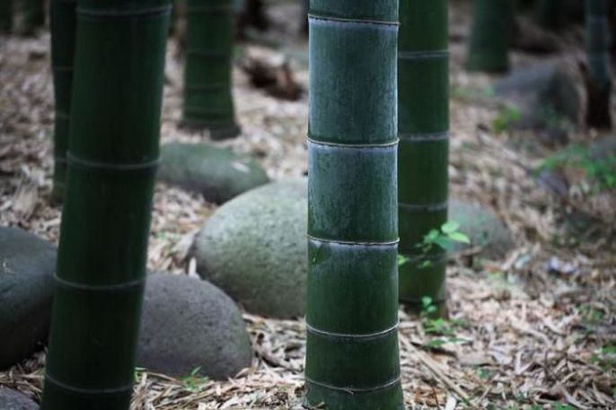Bamboo and boulders 