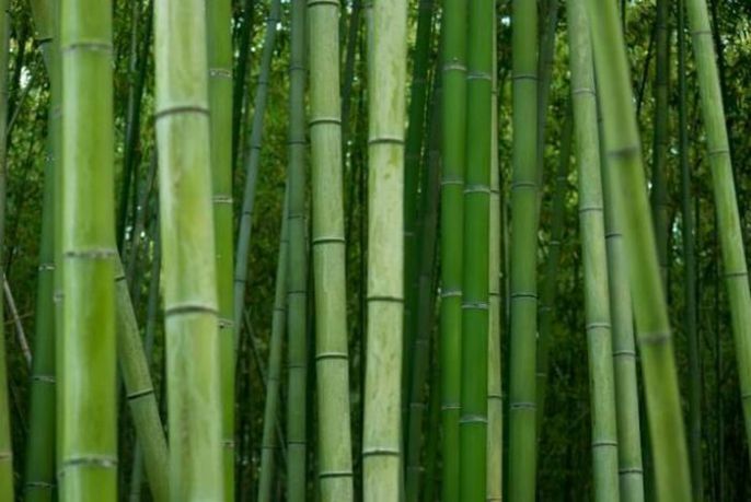 Thick Bamboo 