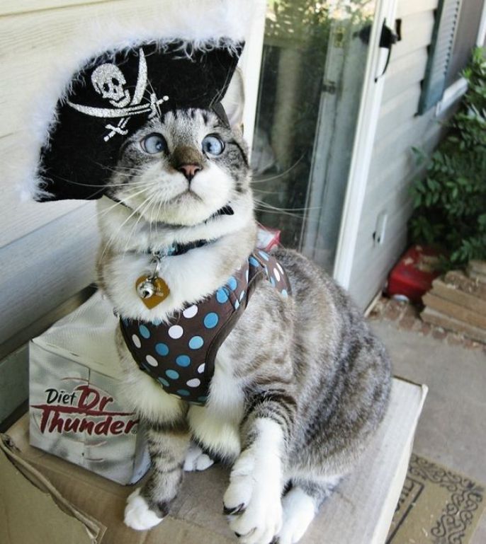 Pirate Kitty 