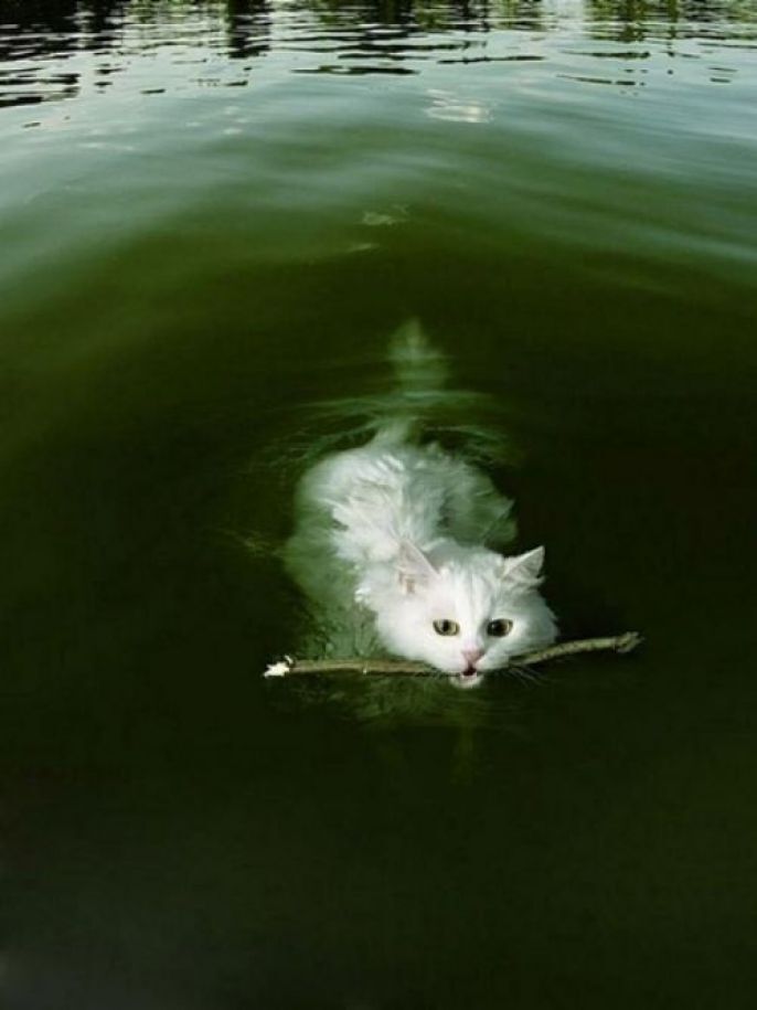 Swimming, fetching kitty 