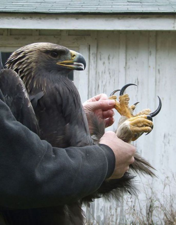 Eagle Talons 