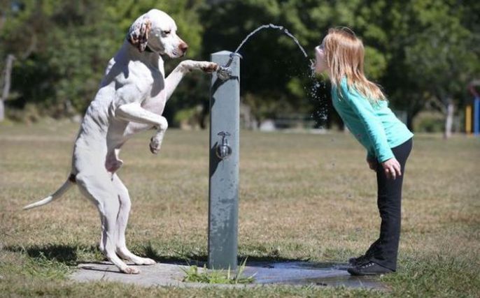Dog helping girl get water 
