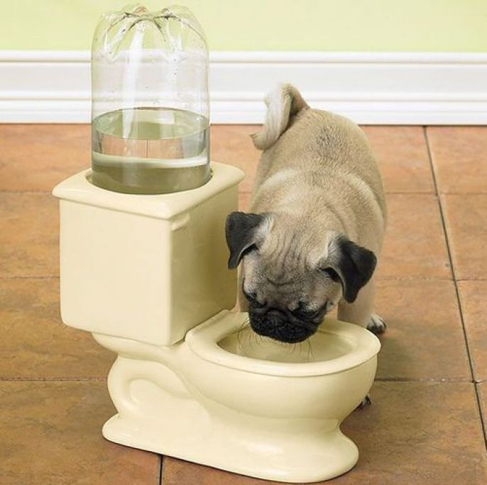 Dog toilet water bowl 