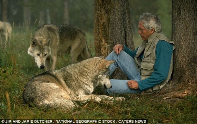 Relaxing with the wolves 